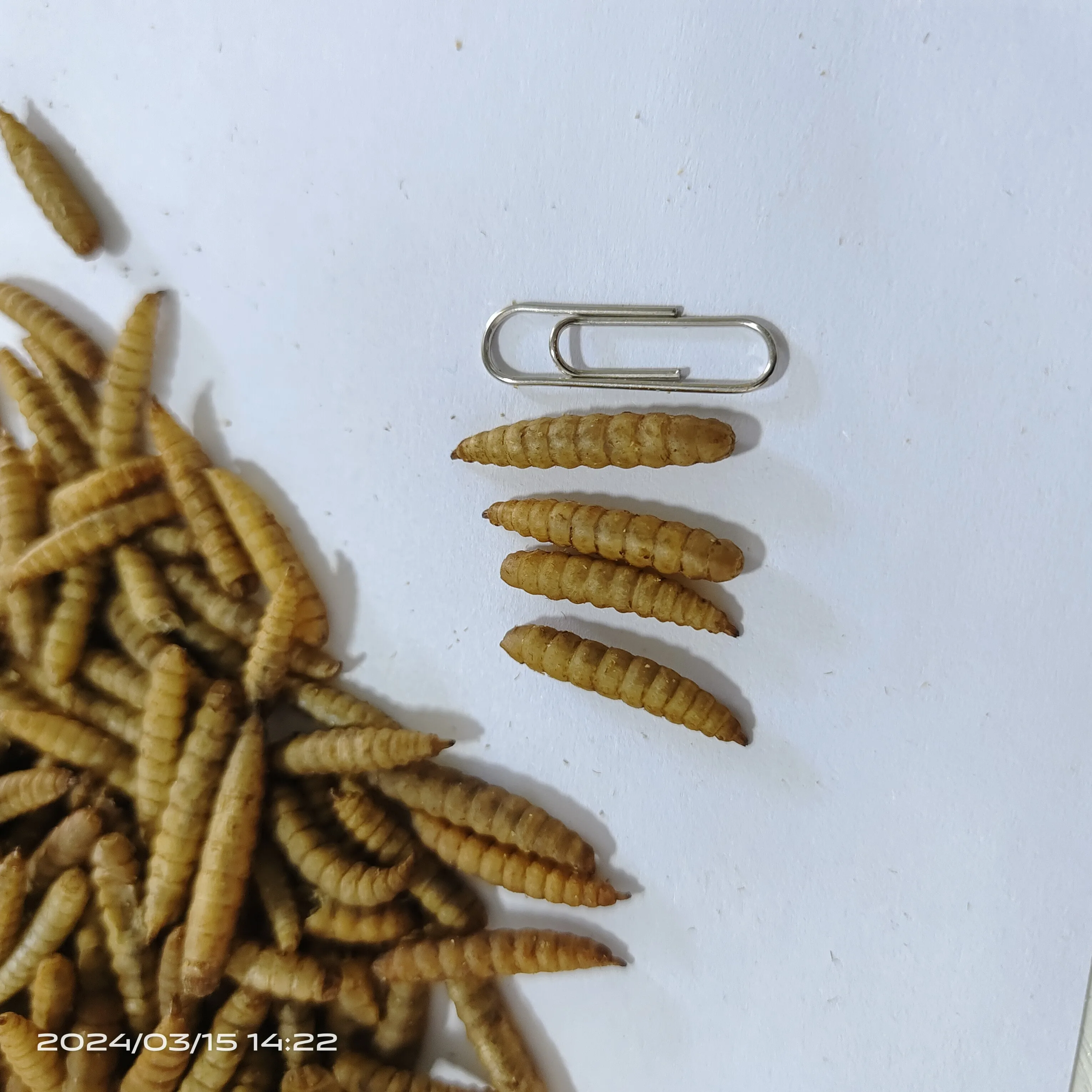 Freeze dried Mealworm black soldier fly larvae with high fat and high protein for fish, birds and small animals