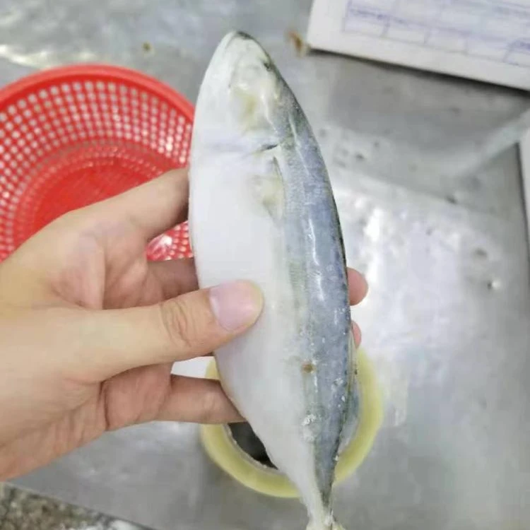 Замороженная индийская скумбрия, размер 4-6 и 6-8