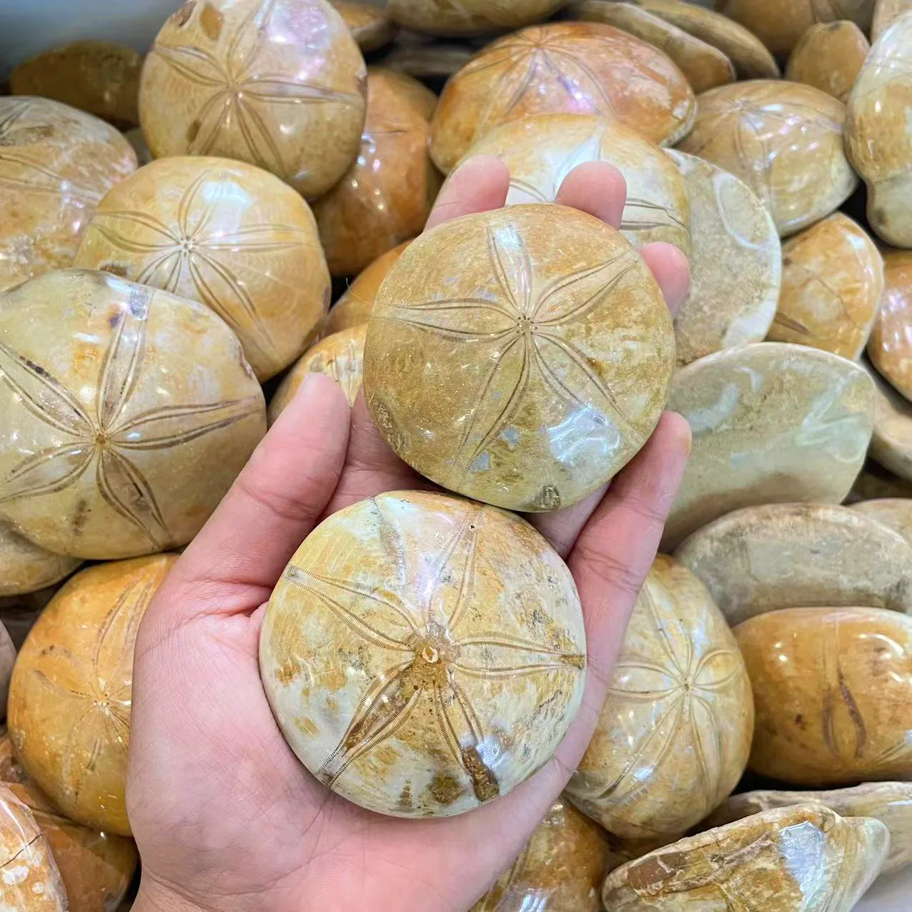 Wholesale Natural Crystal Mineral Polished Healing Crystals seashells Starfish Fossil For Collection