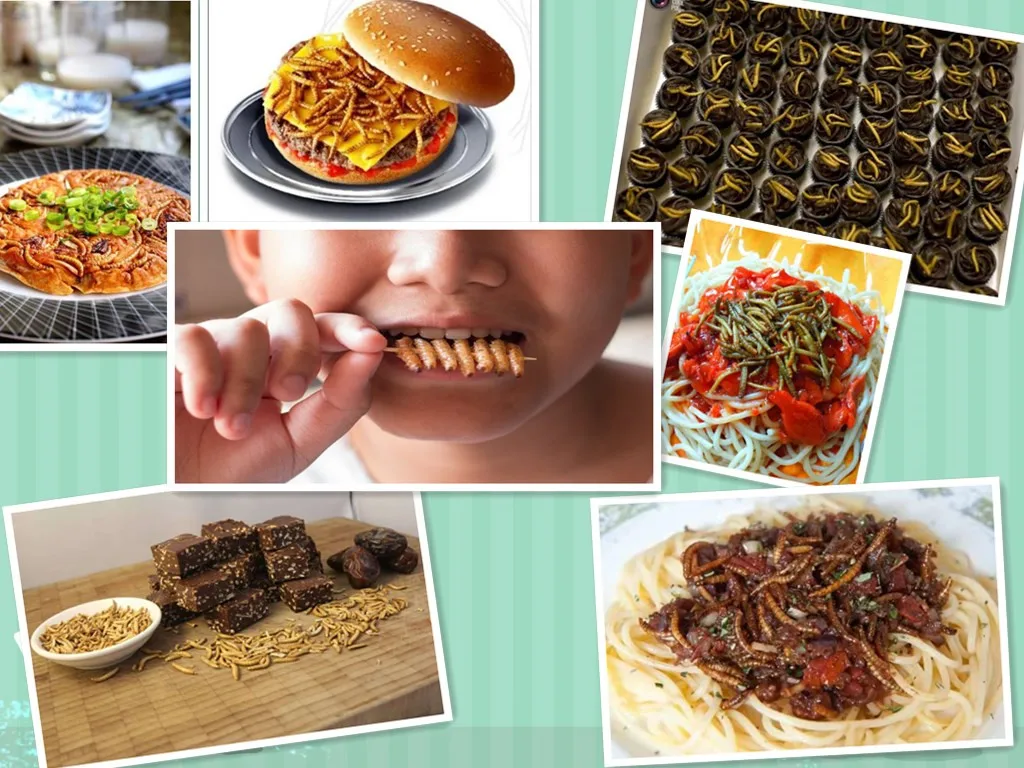 
Human Meal Mealworms insect edible mealworm 