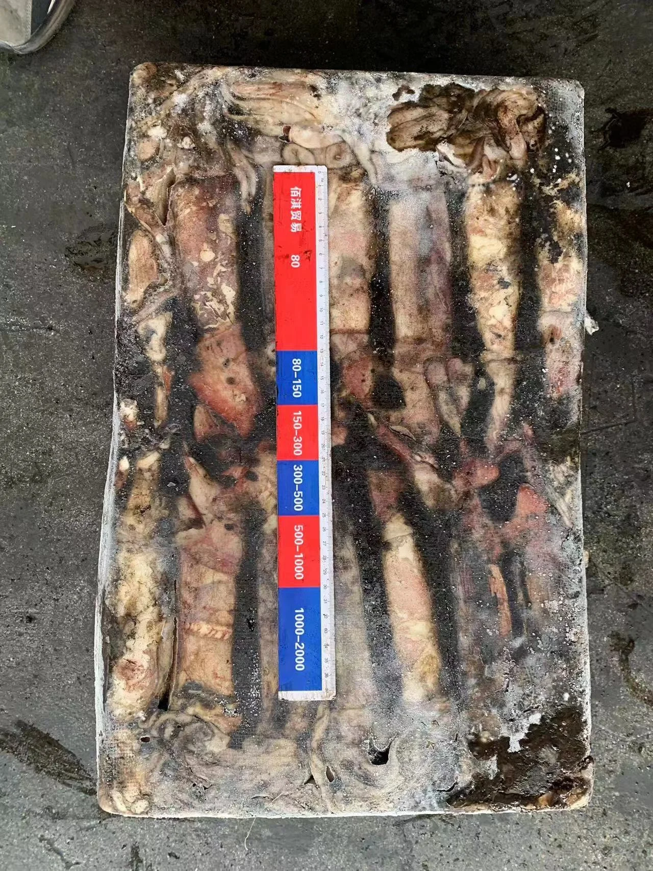 Offer Popular Size Seafrozen Calamari  Woven bag Packing 300-500g Frozen Indian Ocean Squid