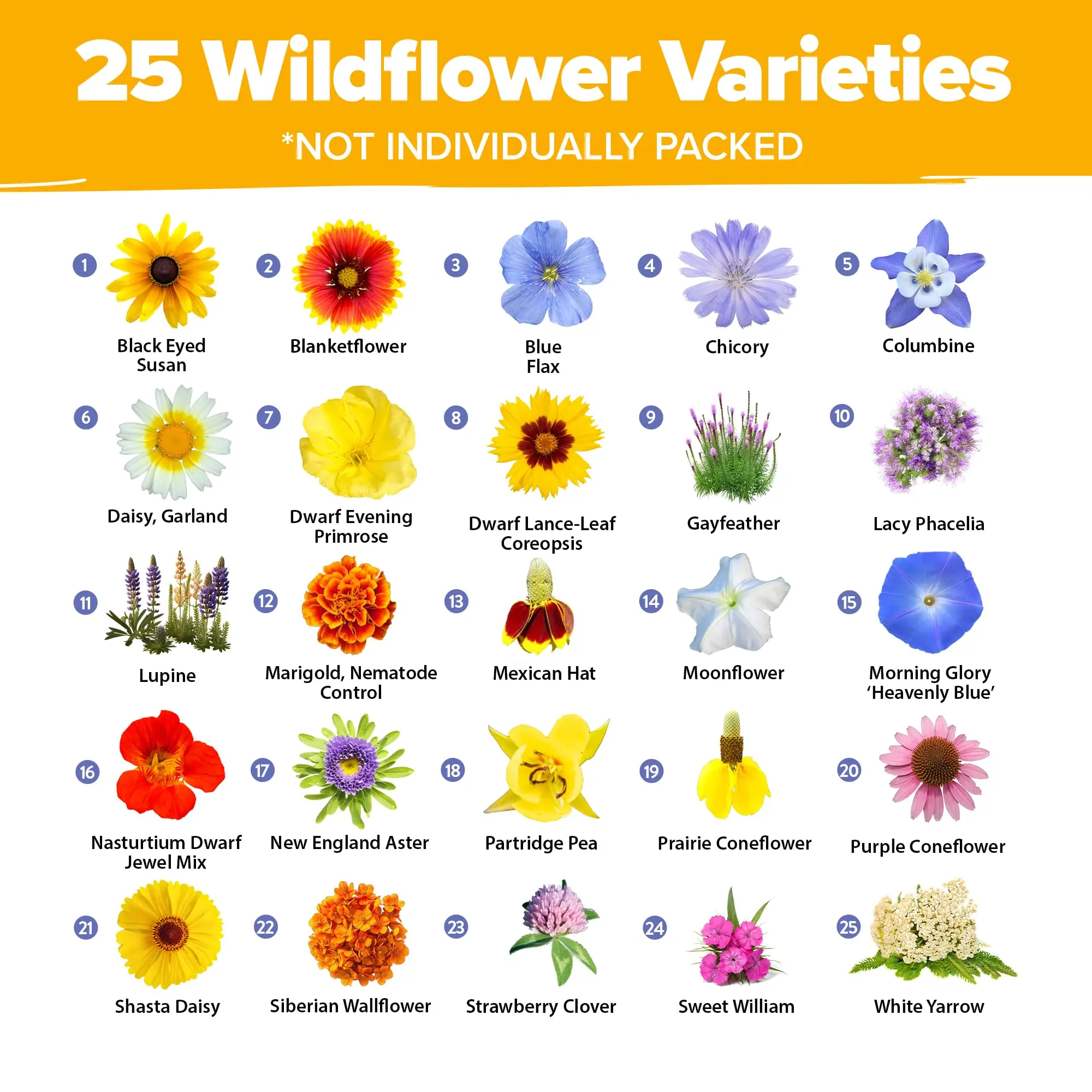 Wholesale Home Grown Perennial Wild Flower Bulk for Planting