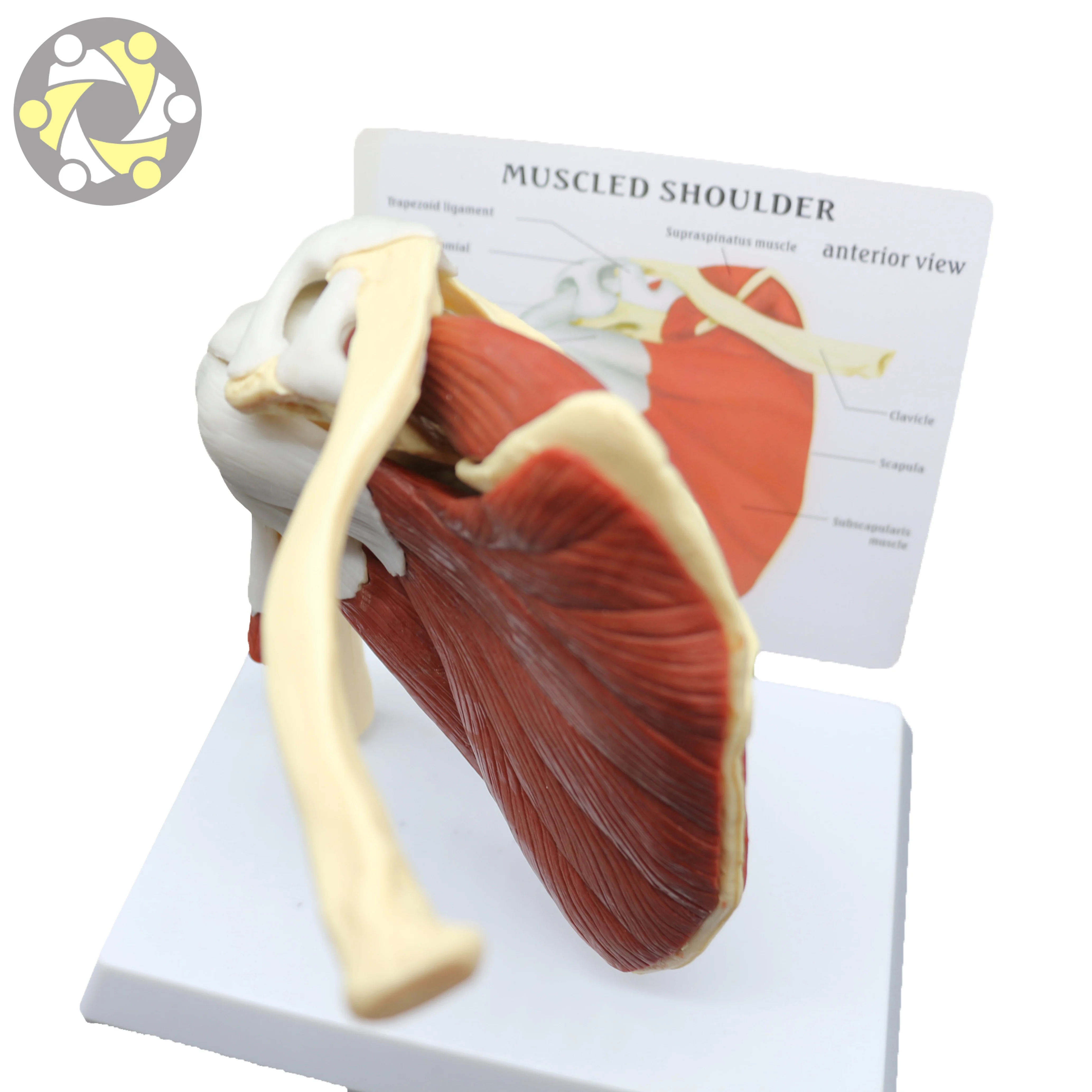 Medical Science Human Shoulder Joint Skeleton Model with Muscle