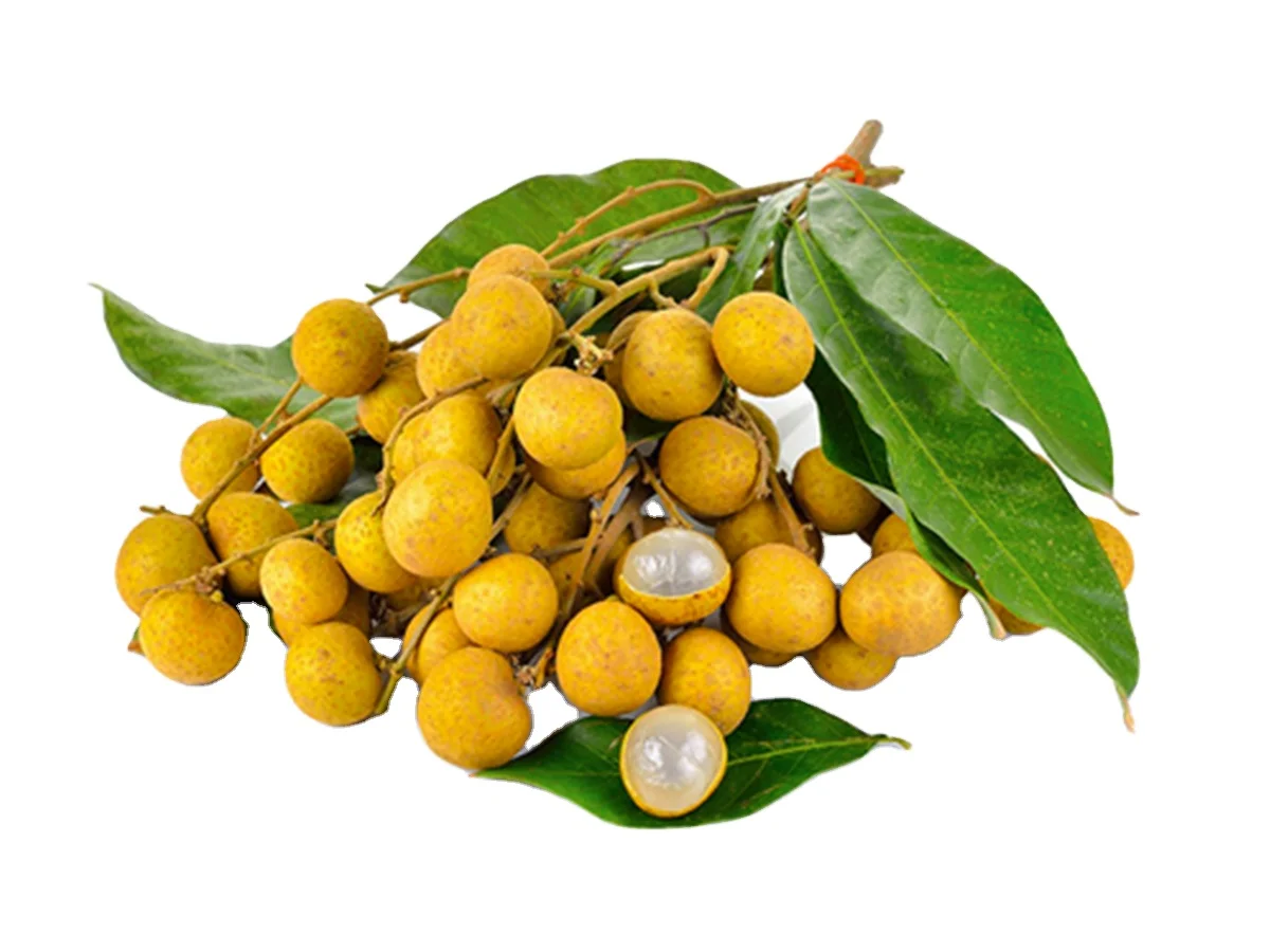 Fresh Longan Premium Grade Best Seller From Thailand By SP Organic International Thai Fruits Export