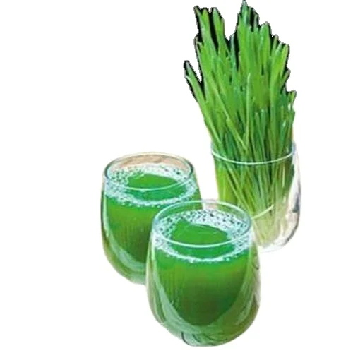 
high quality Wheat Grass Juice Powder real manufacturer 