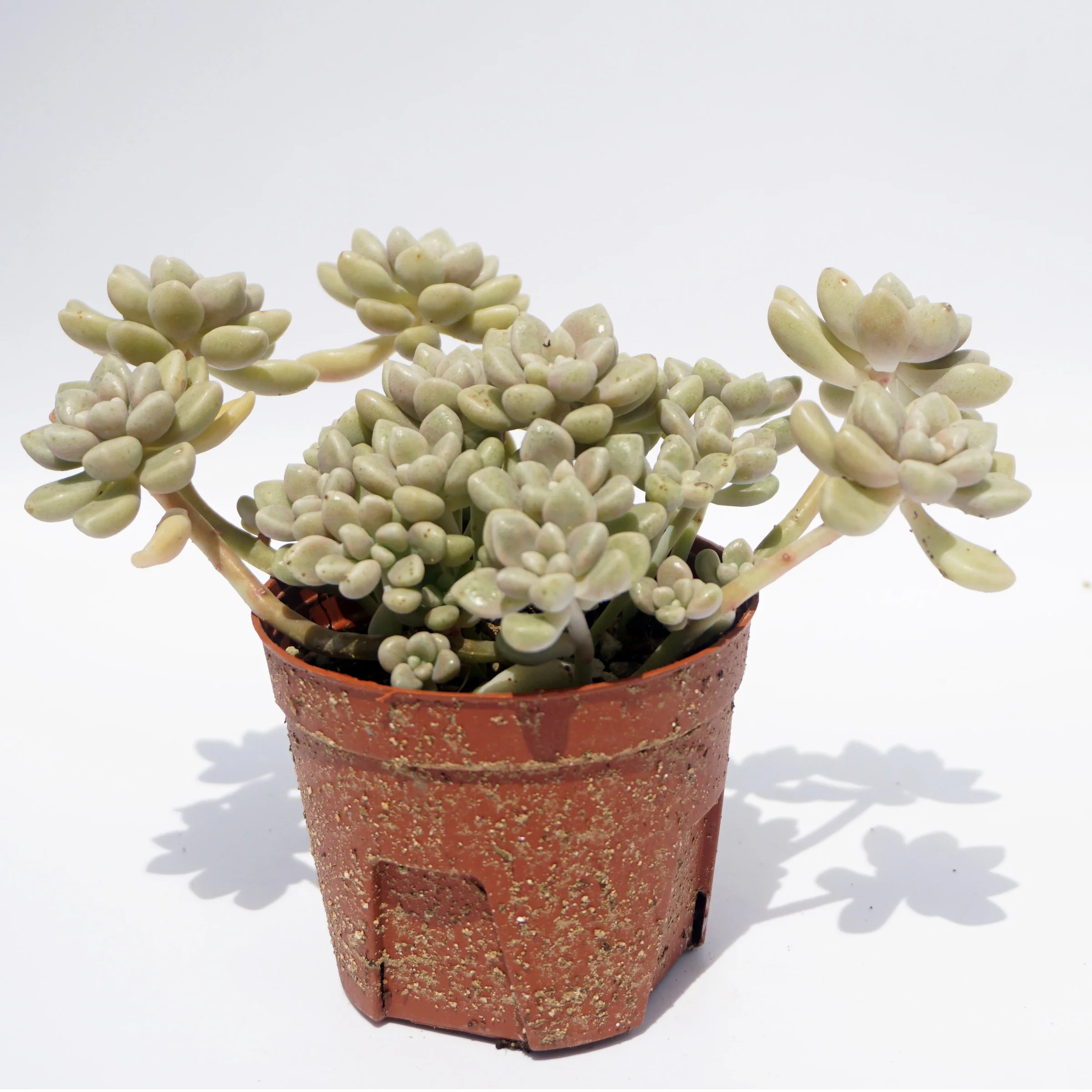 Hot Sale house plants wholesale suculentas natural ornamental rare succulent plants