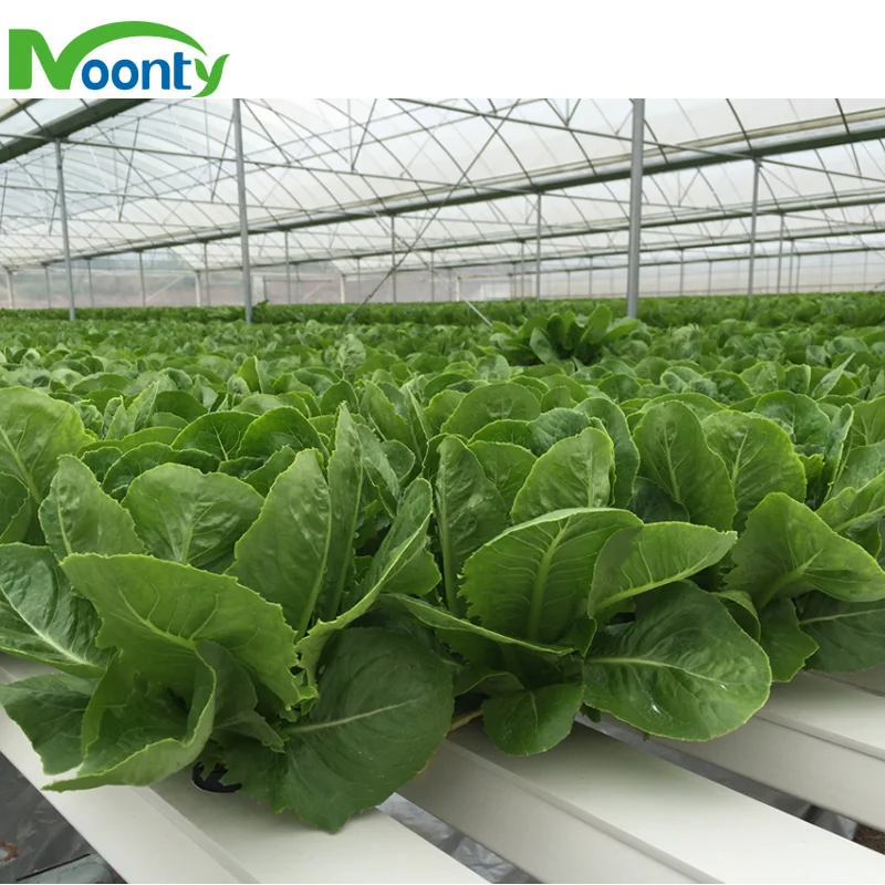 Agricultural Greenhouses Hydroponics Gully Vertical Farming Gutter Smart Garden NFT Grow