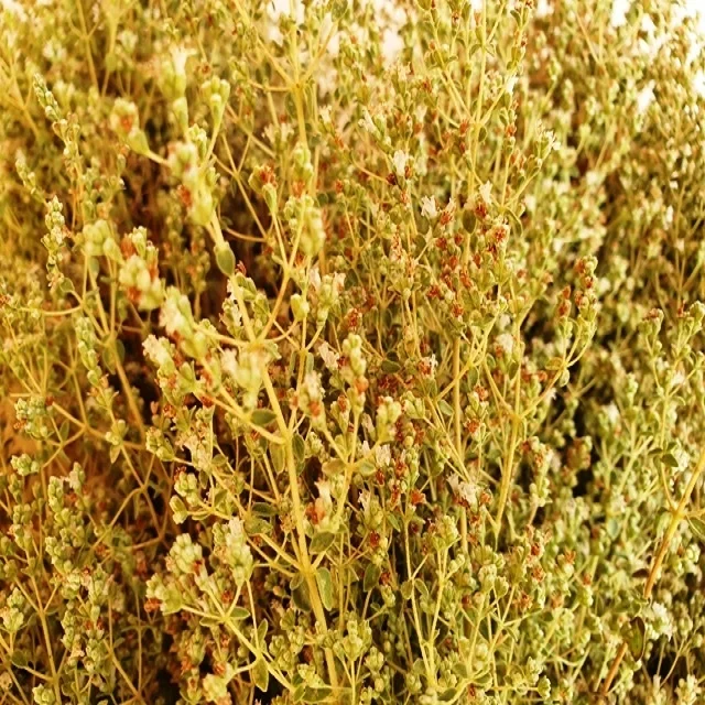 Wild Oregano Oil - Pure 100% from Turkey