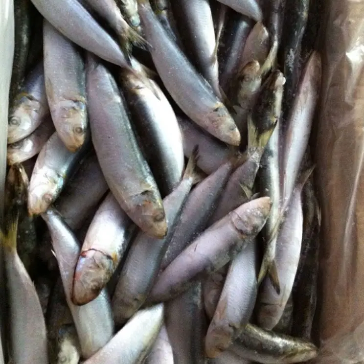Portugal Frozen Raw Material Sardine And Mackerel Fish
