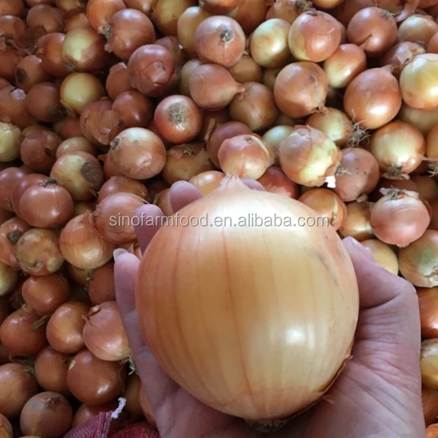 yellow onion price ton on fresh red onions for sale by onion suppliers