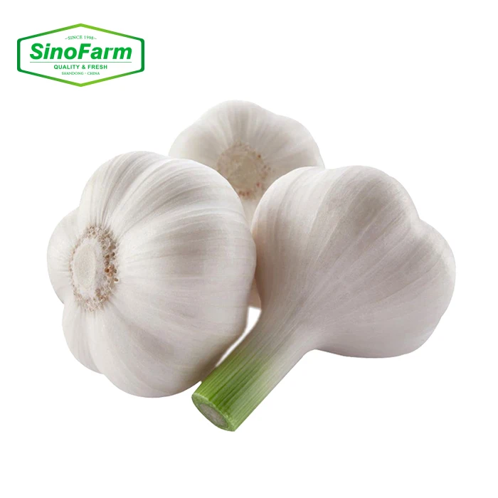 Fresh Normal White Garlic / Red Galic in 10kg/Carton with Different Size -Hot Sale !!!