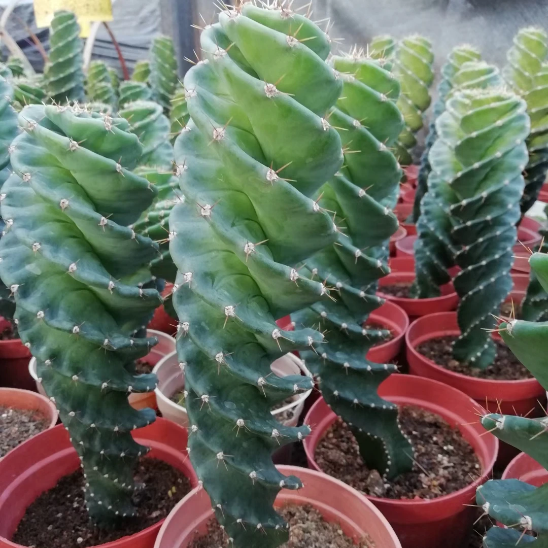 Wholesale Cactus Nature Cacti Live Cactus Succulent woody Plants indoor plant Spiral cactus