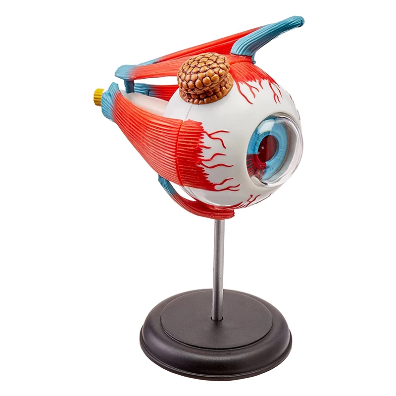 4D MASTER 32 Parts Human Eye Anatomy Model Puzzle Assembling DIY Toys