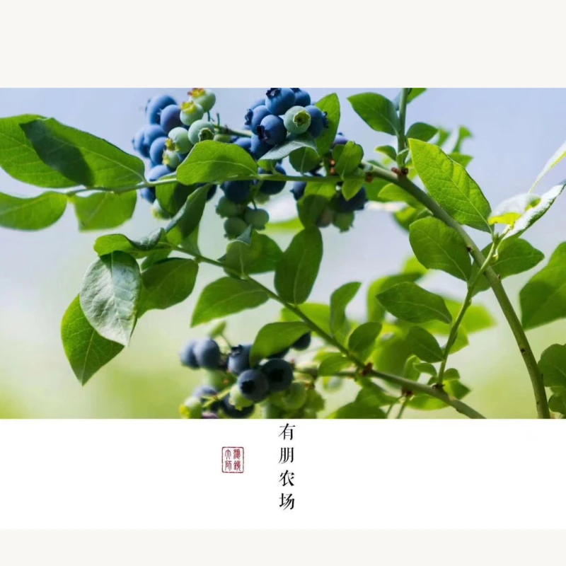 Прямая оптовая продажа, свежие китайские черники без пестицидов