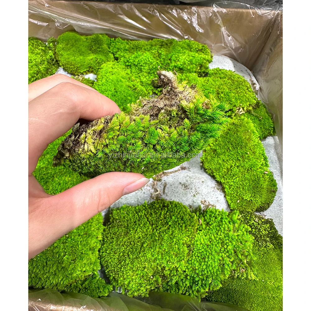 High Quality Preserved Moss Moss Wall Art Indoor And Outdoor Moss For Home And Office Decoration