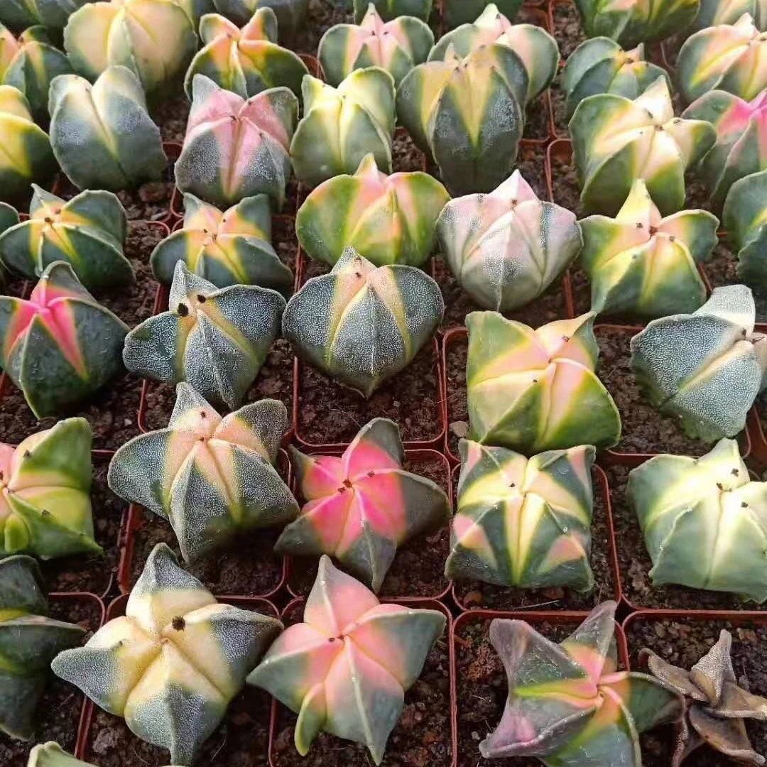 Оптовая продажа, мини кактус, красочный Астрофитум, мириостигма, привитый кактус, украшение бонсай