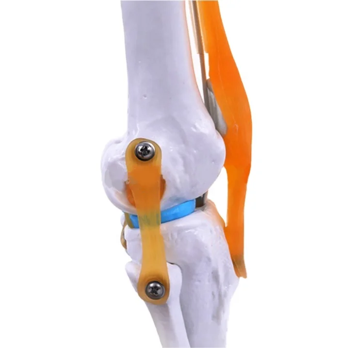 Anatomical Human Functional Knee Joint Model With Femur,Tibia And Fibula,Menisci And Patella