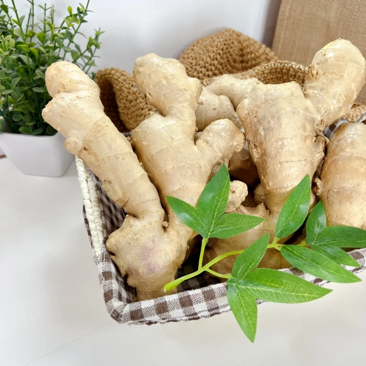Wholesale good quality fresh ginger air dry ginger from honest manufacturer