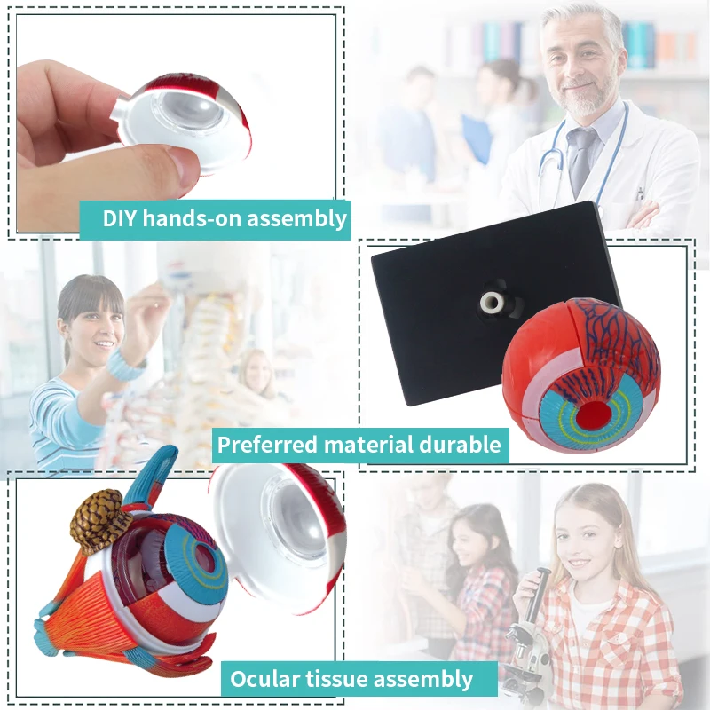 Top Selling Human Organ Education Kit 4D Eyeball Structure Learning Kit Human Body Science Toys for Kids