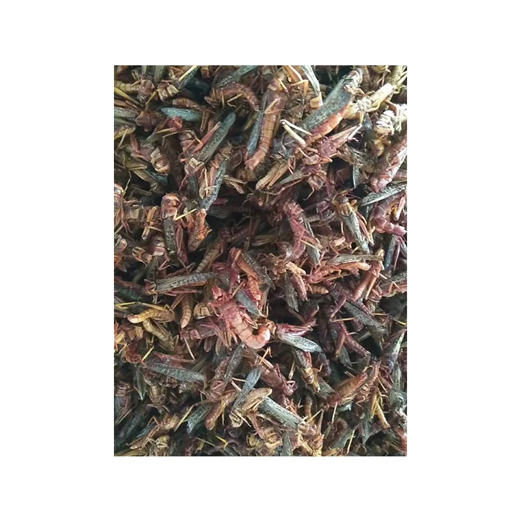 high protein locust grasshopper from grasshopper farm