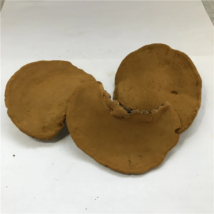 sang huang bulk dried phellinus linteus mushroom wild phellinus igniarius