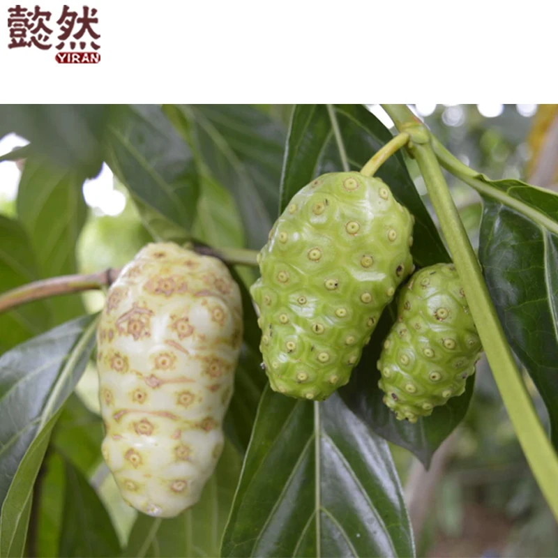 100% purity bulk fresh organic noni fruit juice good manufacturer with best price