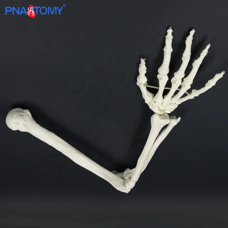 Костей верхней конечности модель PNT-0170