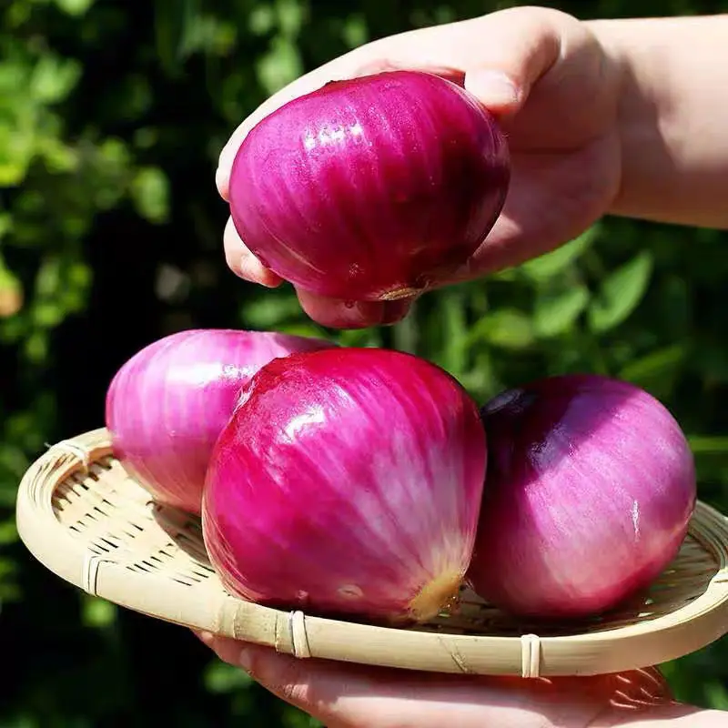 Chinese onion supplier fresh vegetables red Asian shallots onion price in china for export