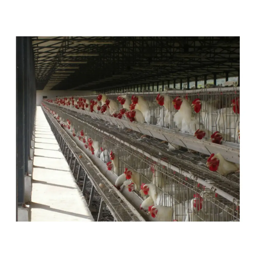 Poultry Farming A-type Layer Battery Q235 Animal Poultry Chicken Laying Cage With CE Certificate