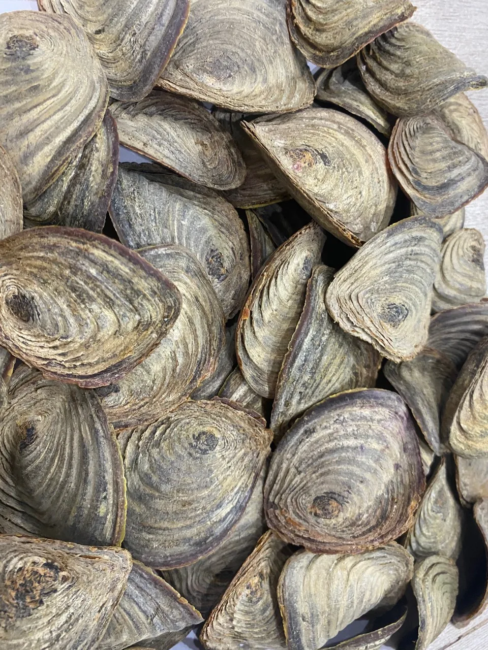 Cheap Price Dried Murex Operculum Shell For Making Perfume Murex Operculum shells