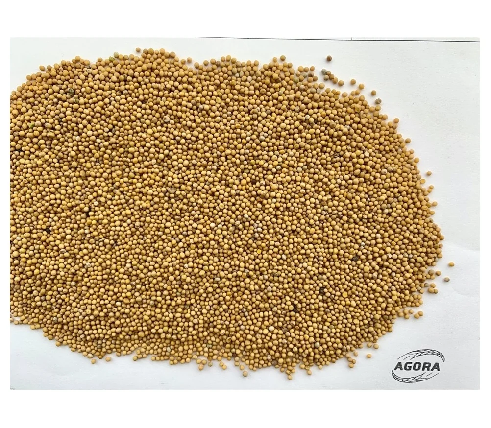 Oil grains white mustard seeds