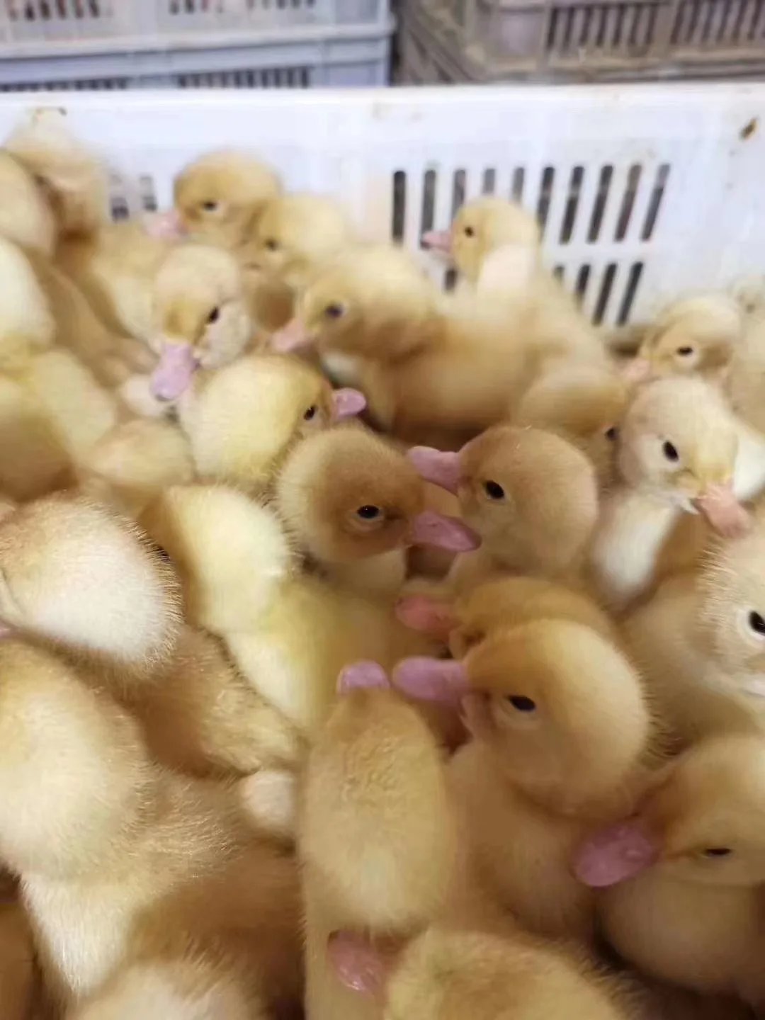 
hot sale dry brewer autolyzed yeast for animal feed additives rich in beta-glucan and mannan oligosaccharides 