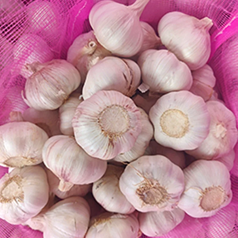 New Crop Factory Supplier Normal White And Pure White Garlic