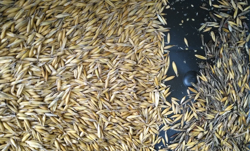 Colour sorter corn maize rye quinoa color sorter sorting machine online color sorter manufacturer high capacity