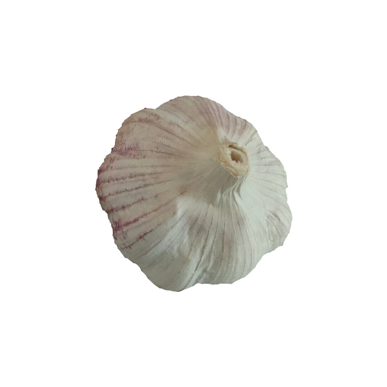 
Cheap price high quality normal fresh garlic new season garlic 