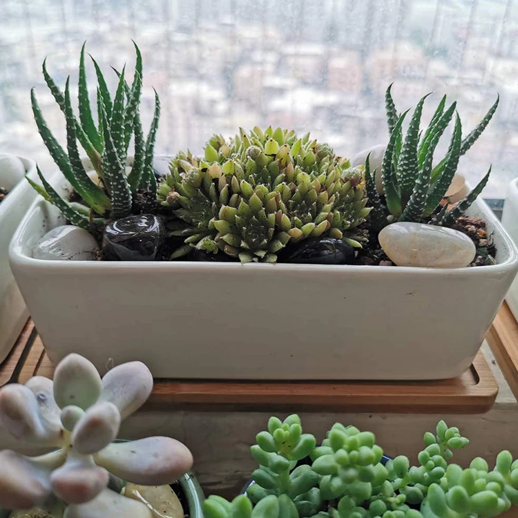 Modern Decorative Garden Flower Pot Ceramic Pots For Succulent Cactus Plants Pot With Drainage Wooden Tray