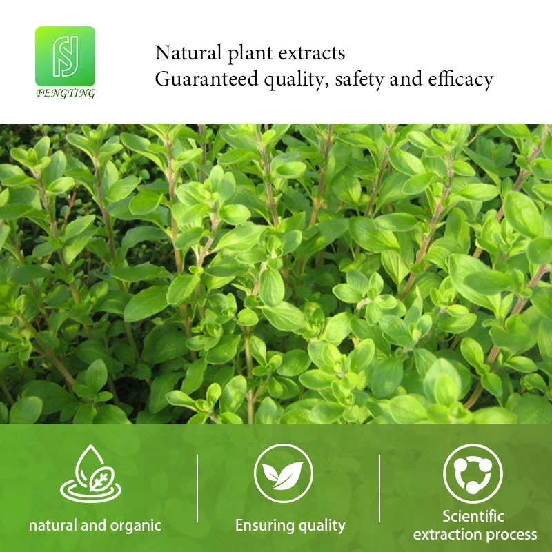 Natural Soothing Refreshing And Fragrant Natural Antibacterial Marjoram Essential Oil
