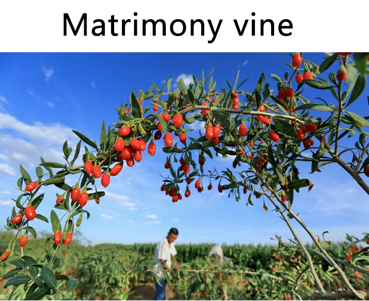 Hot Sale High Quality Organic Dried Goji Berries Sweet Taste Organic Bulk Packaging wholesale price