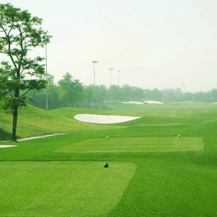 Новое поступление, семена бентграсса для футбольного поля