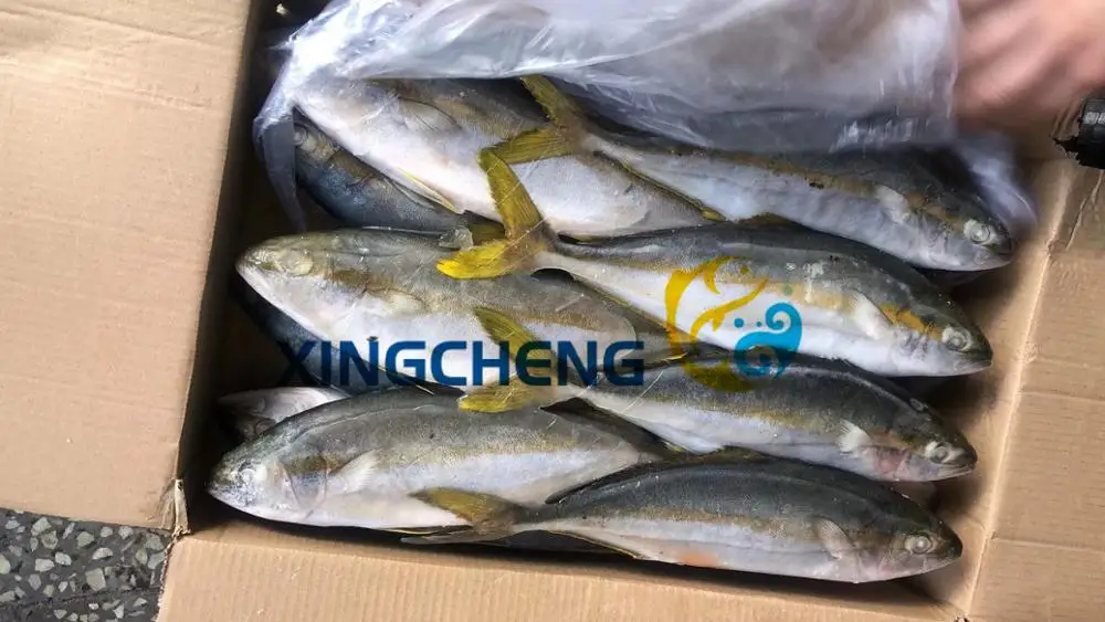 
Seafrozen Yellowtail Fish WR(Seriola quinqueradiata) Size:500-1000g/pc Hot Sale 