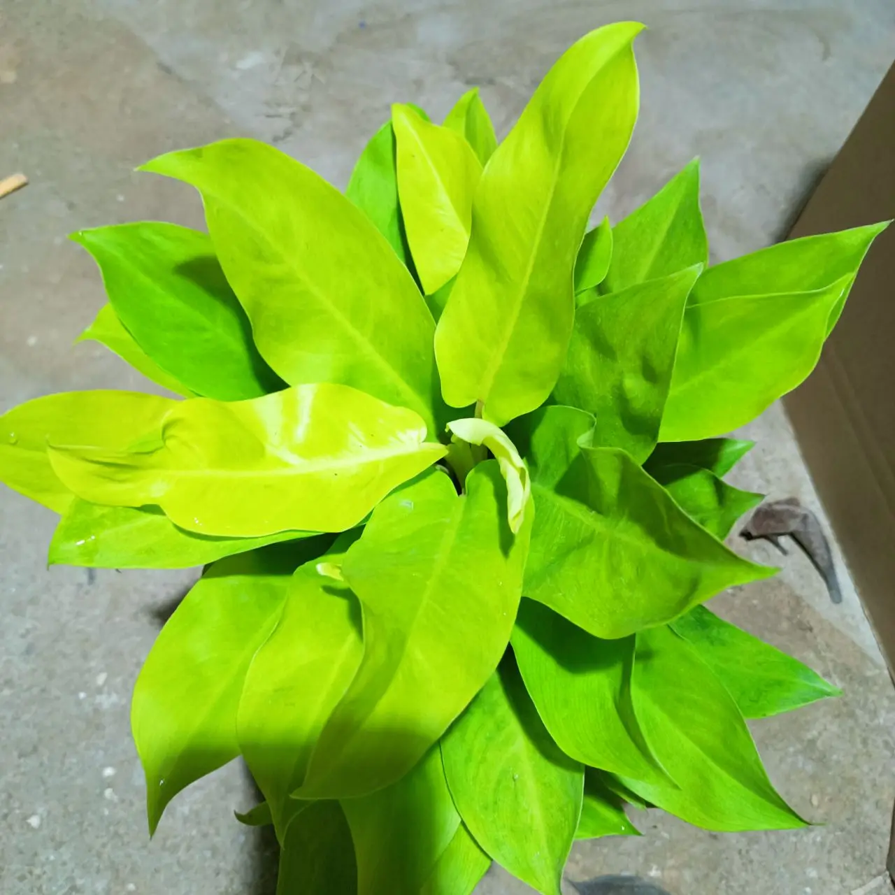 hot sale real plant nature plant malay gold Philodendron bonsai