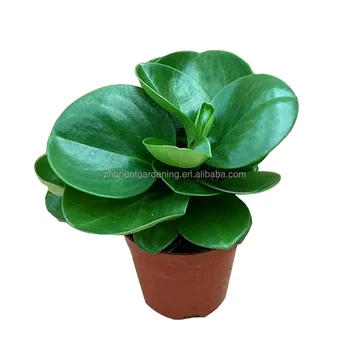 Натуральные зеленые растения бонсай для сада