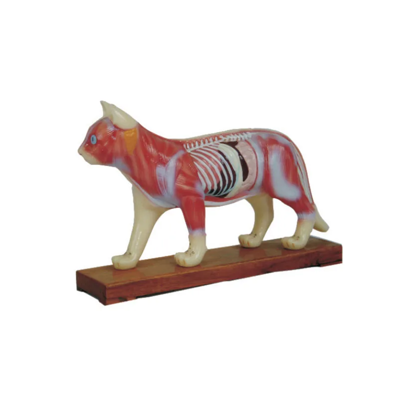 Фабрика Mecan ветеринарная медицинская модель акупунктуры животных тела кошки для изучения