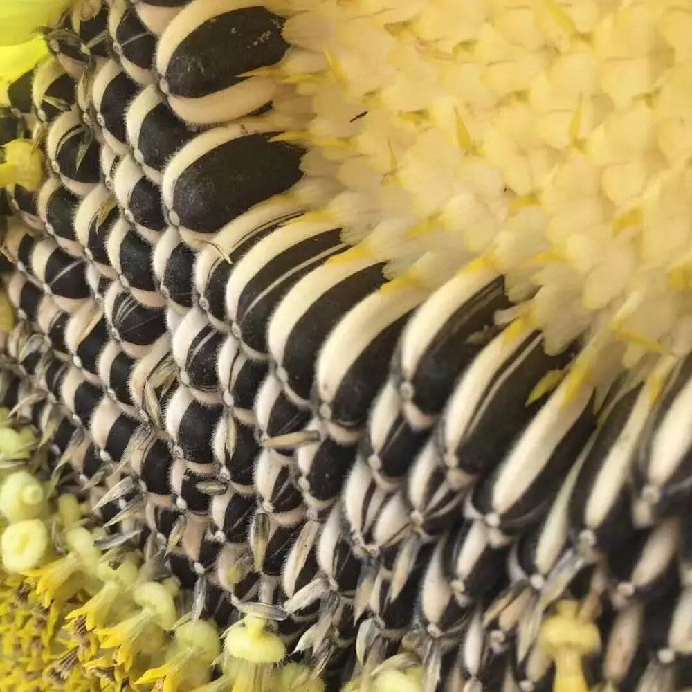 Chinese factory supply high quality sunflower seeds for commercial cultivation
