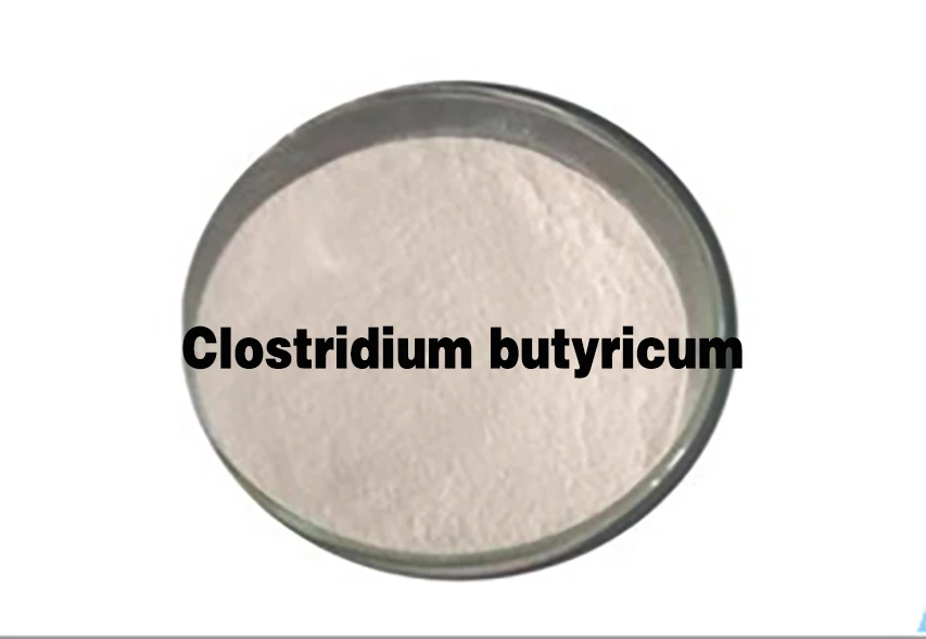 Cattle feed additive rumensin clostridium butyricum probiotics and prebiotics feed grade probiotic