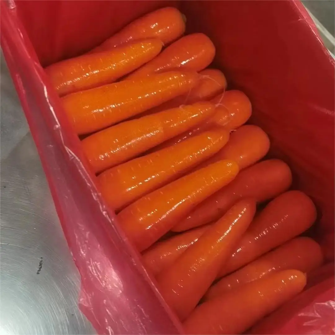 Fresh carrots big size, cheap price, bright color, delicious taste