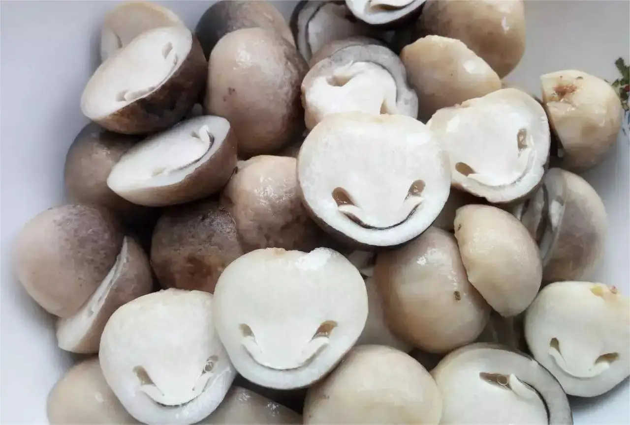 Canned Straw Mushroom in Halves in Brine Canned Food