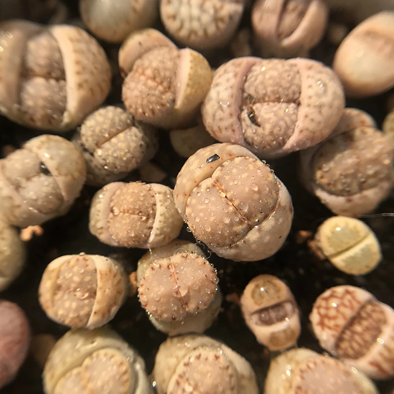 
biscuits lithops on pot cactus succulent plants living stones farm 