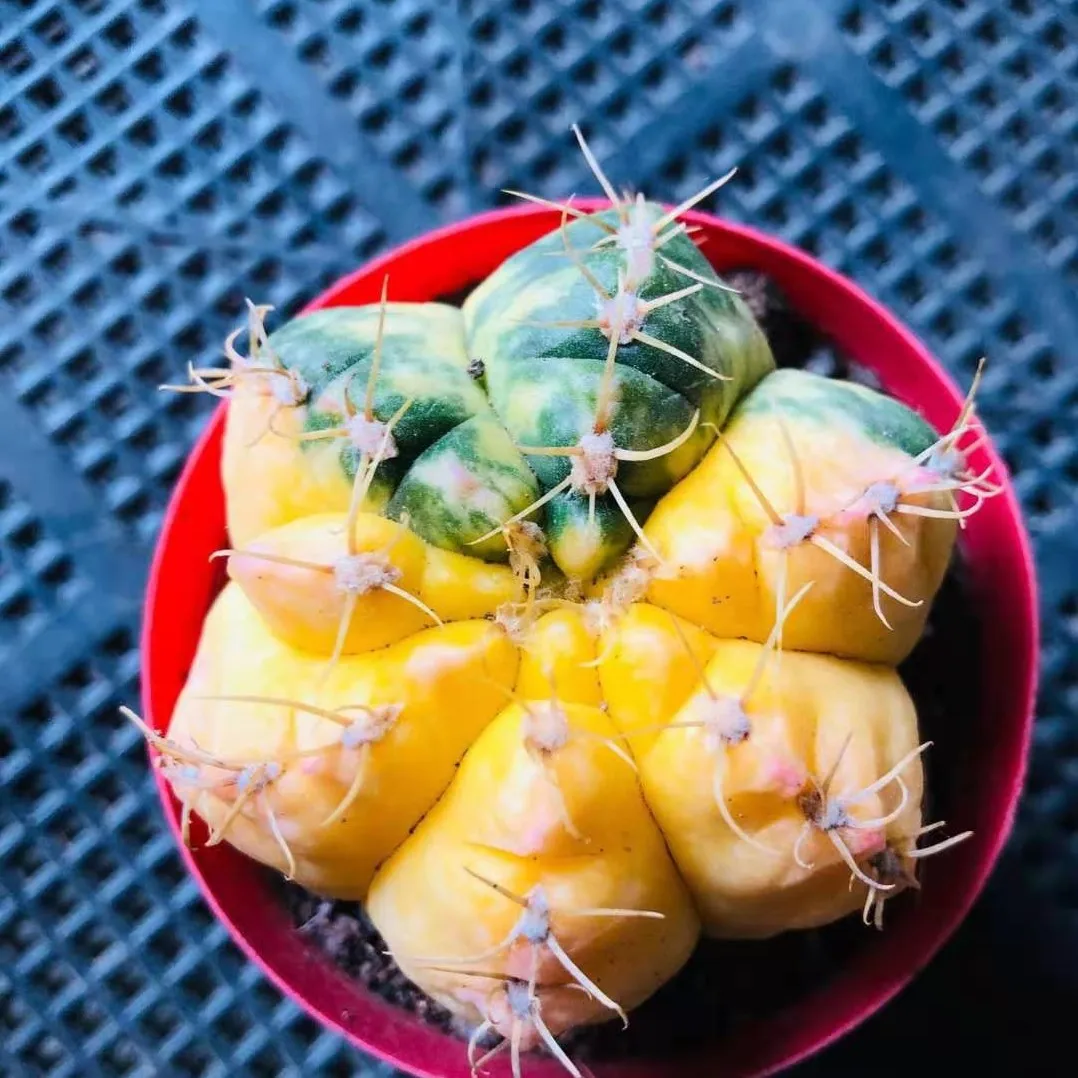 
Succulent plants wholesale sea Wang Jin cactus 6 cm or so take root potted plant radiation protection 