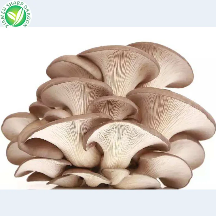 Frozen IQF White Pearl Grey brown phoenix Oyster logs Fungi P Pleurotus Ostreatus Mushroom Sliced Winter elm Cultivating Freeze